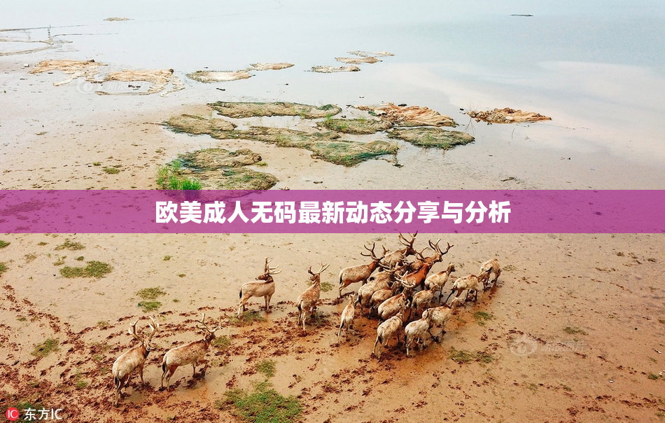欧美成人无码最新动态分享与分析
