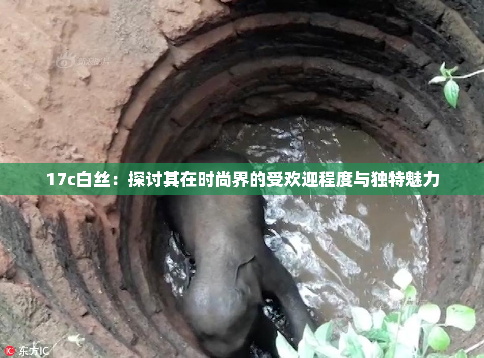 17c白丝：探讨其在时尚界的受欢迎程度与独特魅力