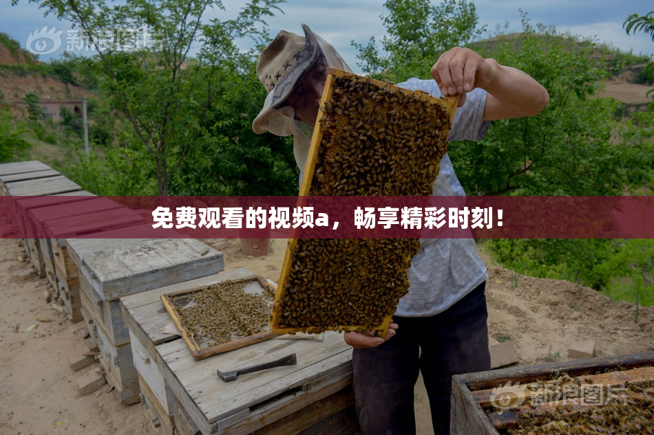 免费观看的视频a，畅享精彩时刻！