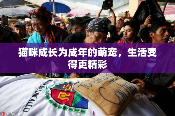 猫咪成长为成年的萌宠，生活变得更精彩