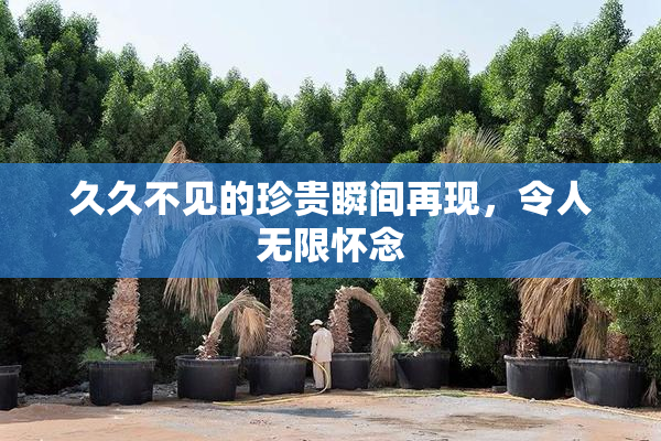 久久不见的珍贵瞬间再现，令人无限怀念