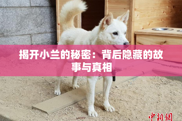 揭开小兰的秘密：背后隐藏的故事与真相