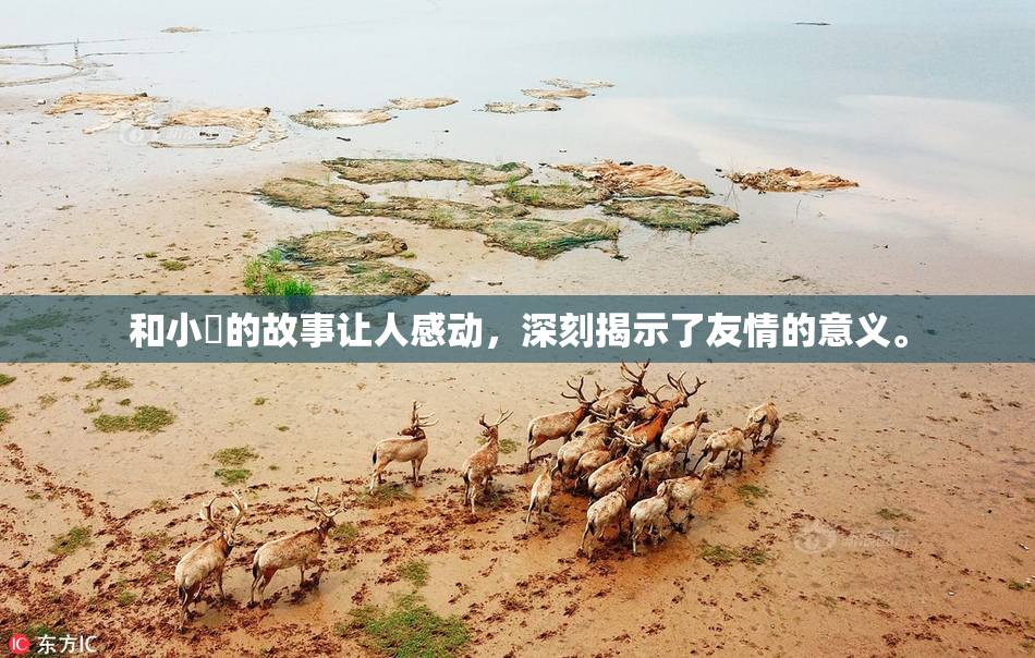和小娻的故事让人感动，深刻揭示了友情的意义。