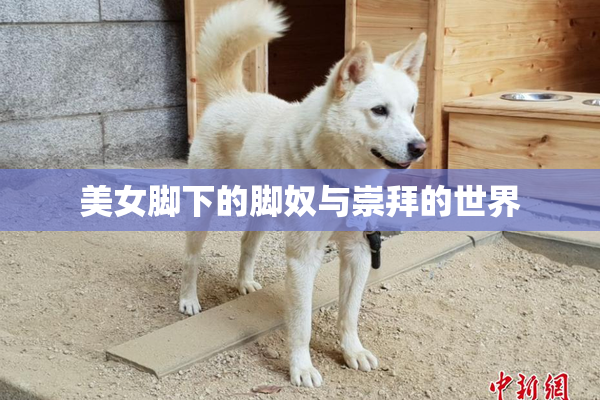 美女脚下的脚奴与崇拜的世界