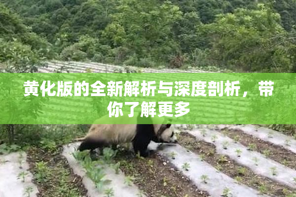 黄化版的全新解析与深度剖析，带你了解更多