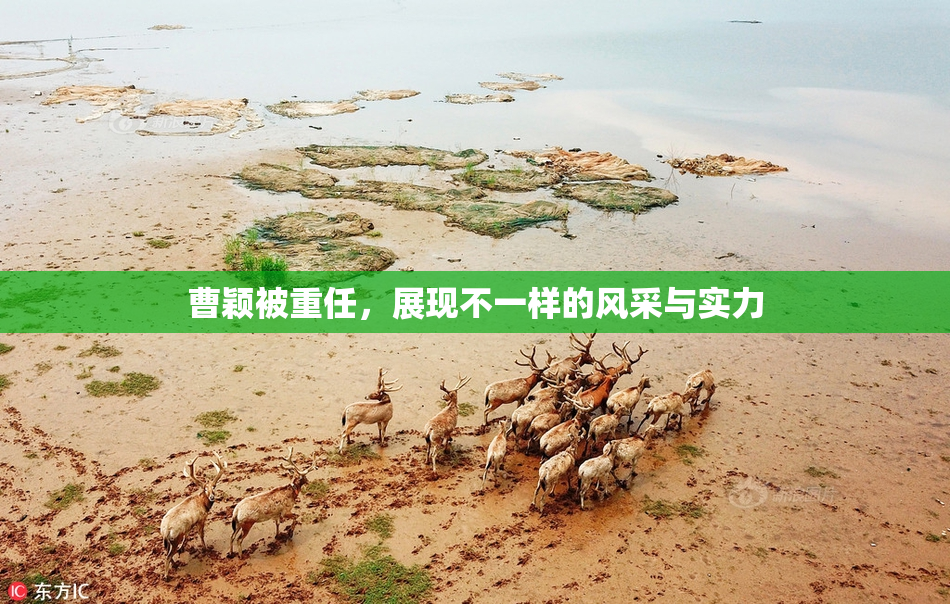 曹颖被重任，展现不一样的风采与实力