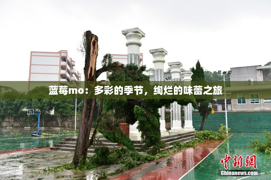 蓝莓mo：多彩的季节，绚烂的味蕾之旅