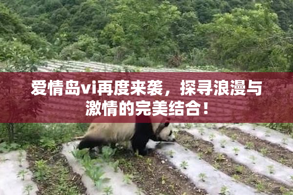 爱情岛vi再度来袭，探寻浪漫与激情的完美结合！