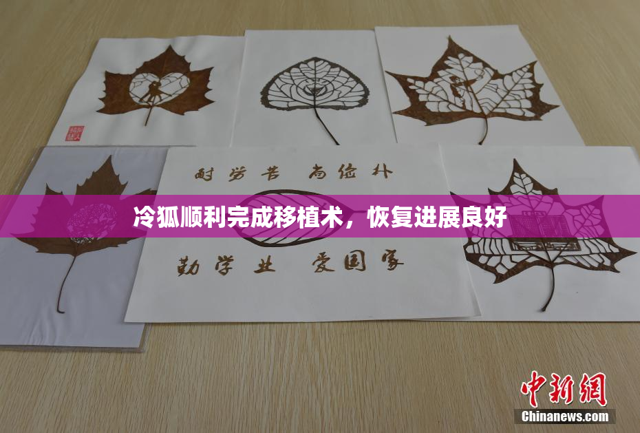 冷狐顺利完成移植术，恢复进展良好