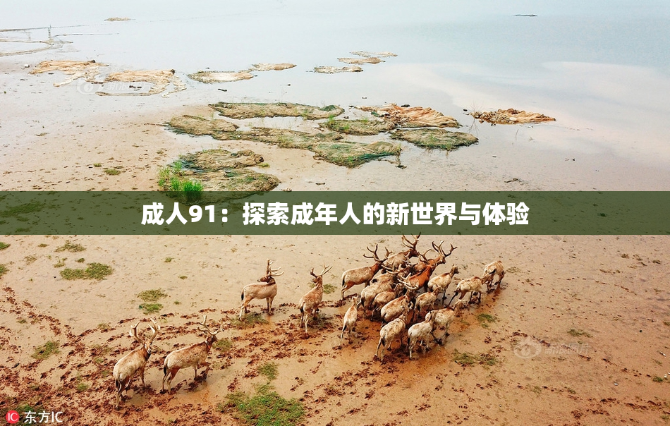 成人91：探索成年人的新世界与体验