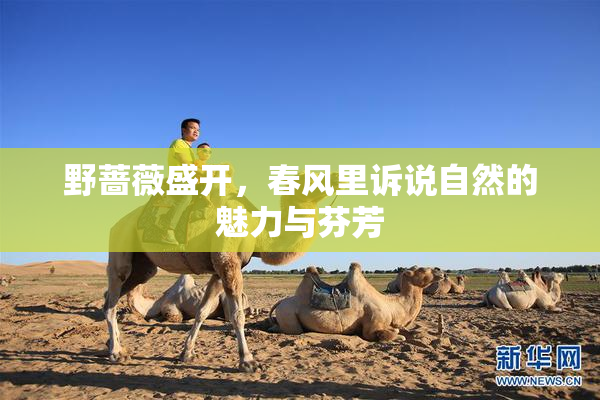 野蔷薇盛开，春风里诉说自然的魅力与芬芳