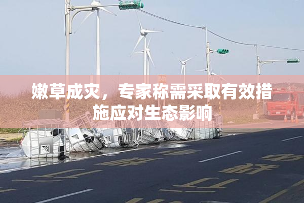 嫩草成灾，专家称需采取有效措施应对生态影响