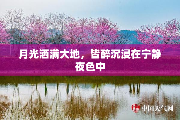 月光洒满大地，皆醉沉浸在宁静夜色中