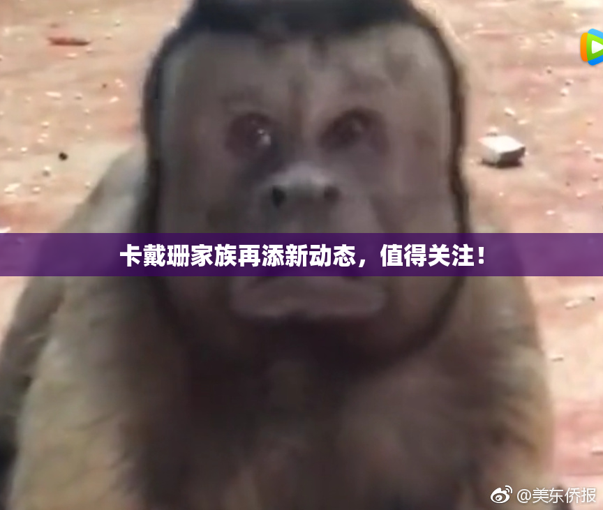 卡戴珊家族再添新动态，值得关注！