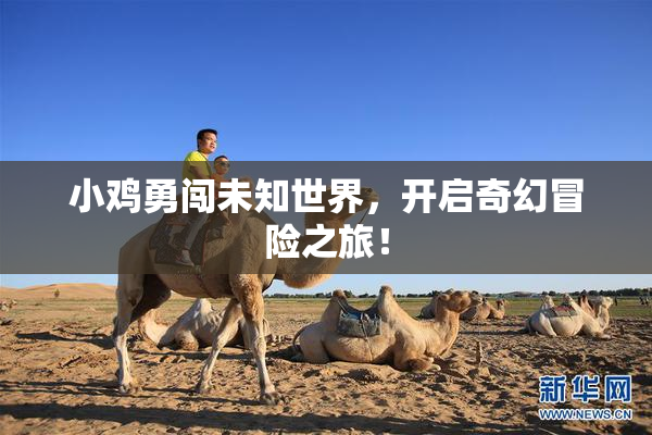 小鸡勇闯未知世界，开启奇幻冒险之旅！