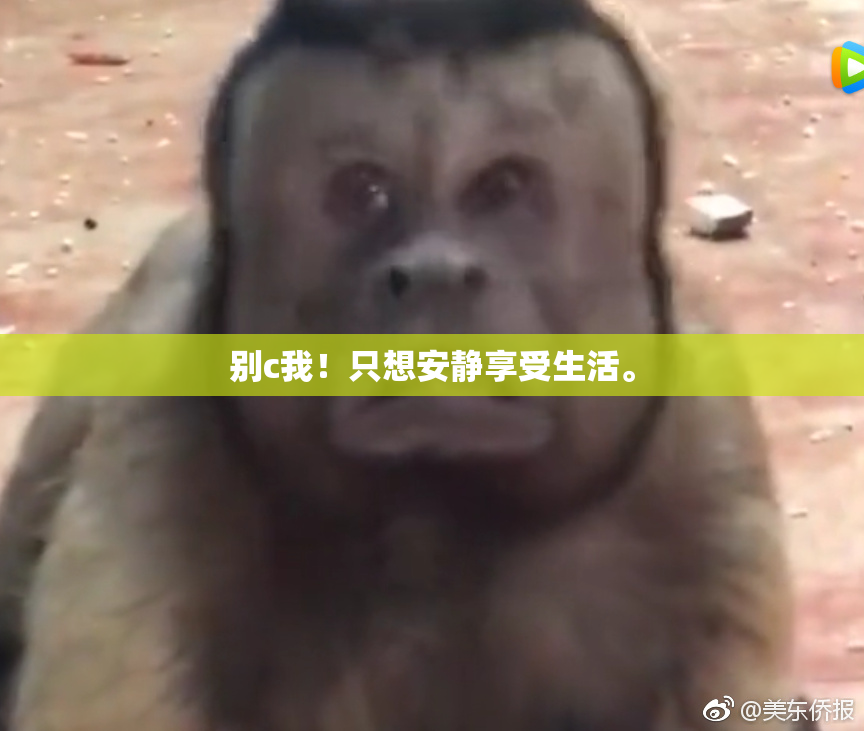 别c我！只想安静享受生活。