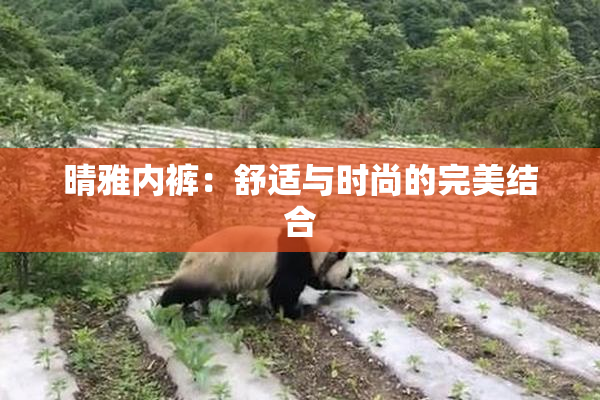 晴雅内裤：舒适与时尚的完美结合
