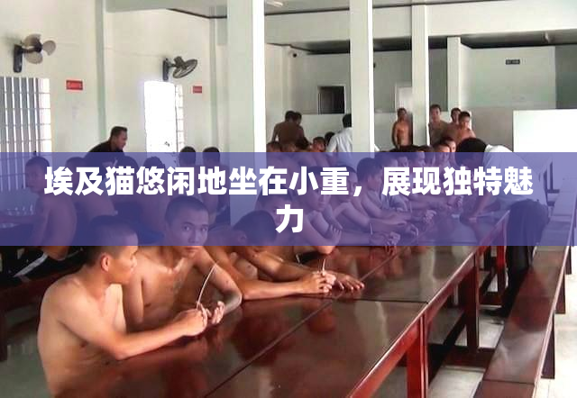 埃及猫悠闲地坐在小重，展现独特魅力
