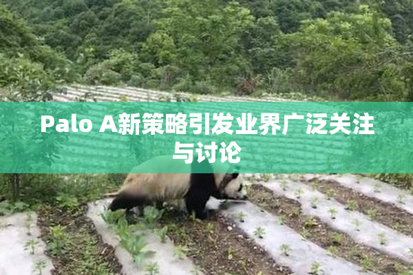 Palo A新策略引发业界广泛关注与讨论