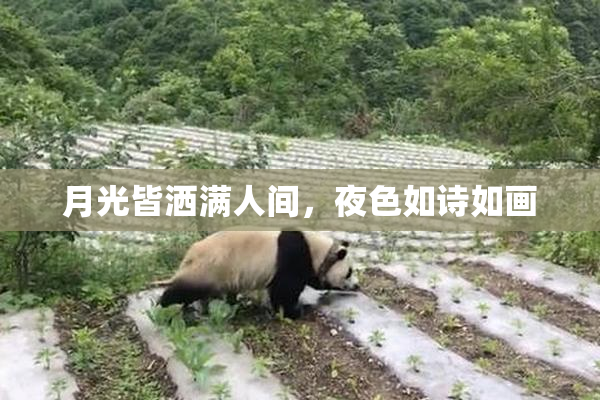 月光皆洒满人间，夜色如诗如画