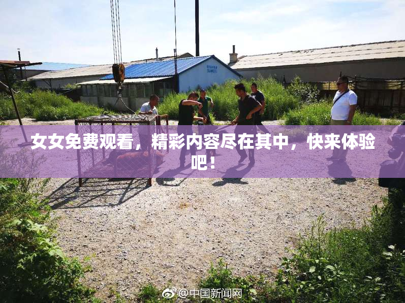 女女免费观看，精彩内容尽在其中，快来体验吧！