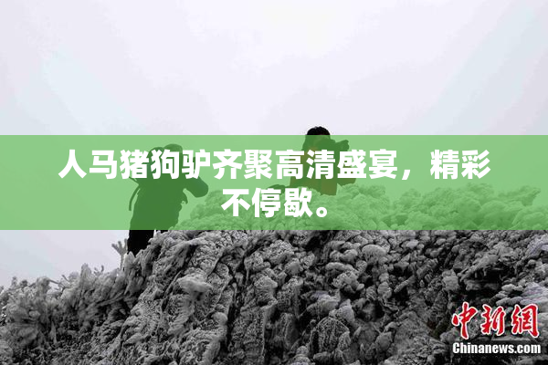 人马猪狗驴齐聚高清盛宴，精彩不停歇。