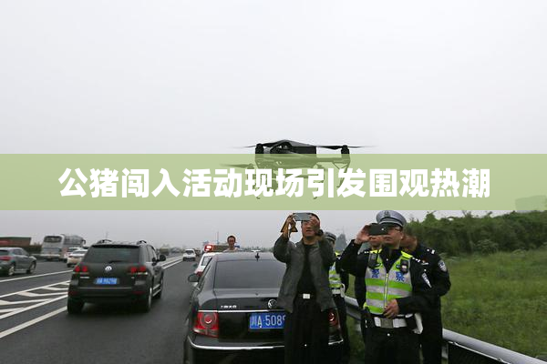 公猪闯入活动现场引发围观热潮