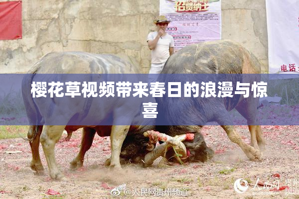 樱花草视频带来春日的浪漫与惊喜