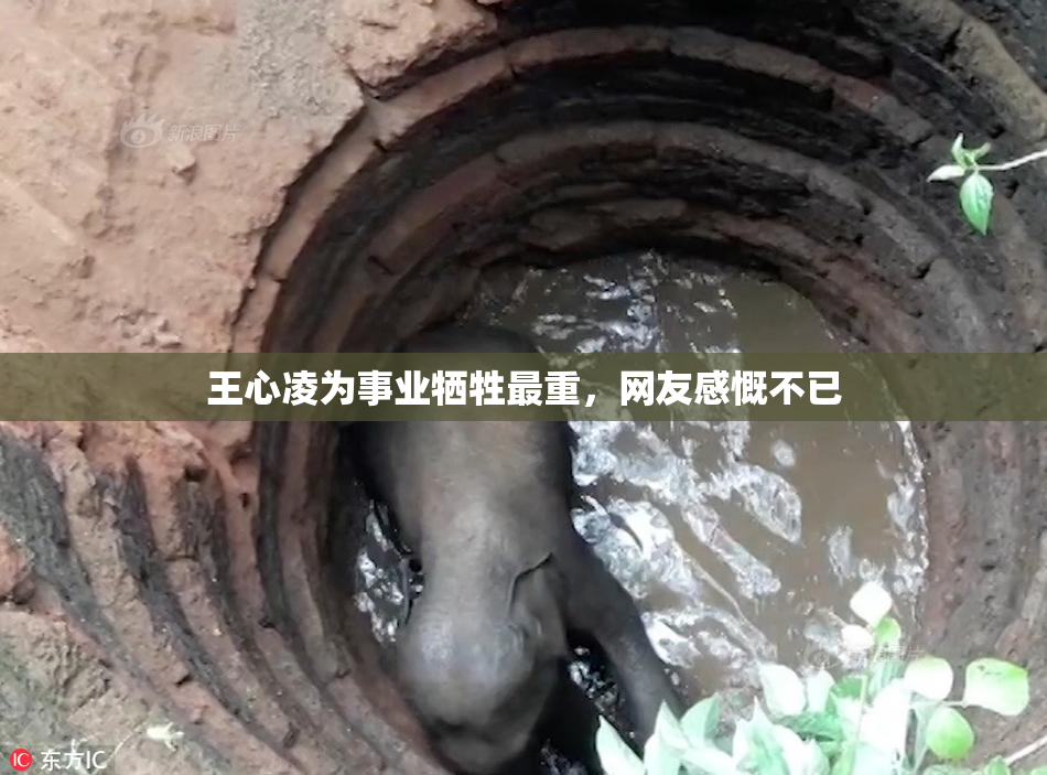 王心凌为事业牺牲最重，网友感慨不已