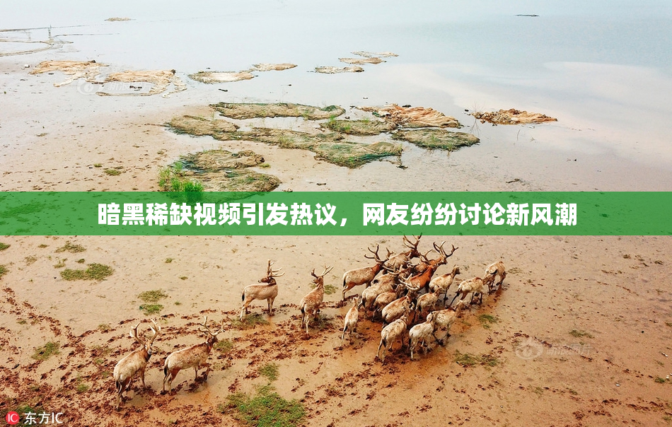 暗黑稀缺视频引发热议，网友纷纷讨论新风潮