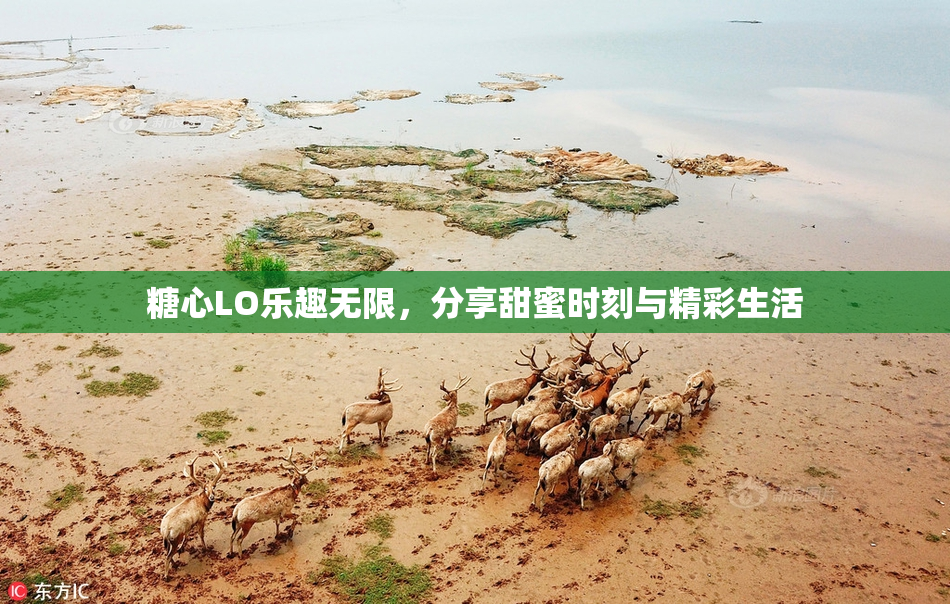 糖心LO乐趣无限，分享甜蜜时刻与精彩生活
