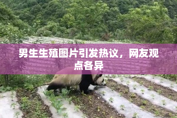 男生生殖图片引发热议，网友观点各异