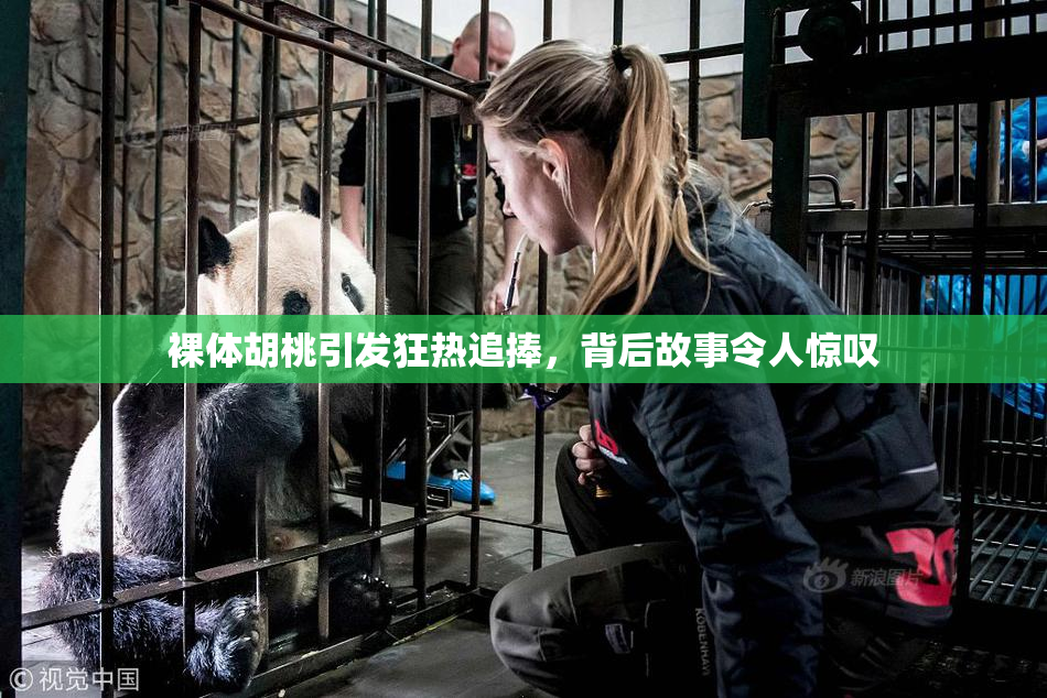 裸体胡桃引发狂热追捧，背后故事令人惊叹