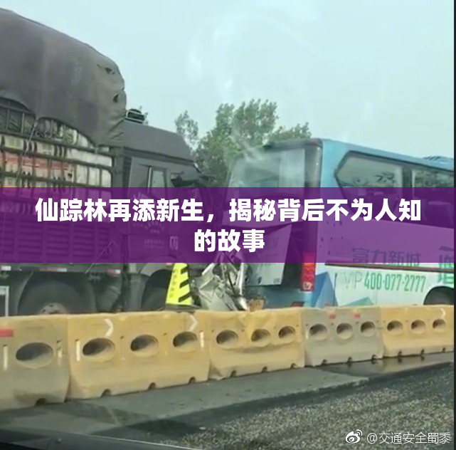 仙踪林再添新生，揭秘背后不为人知的故事