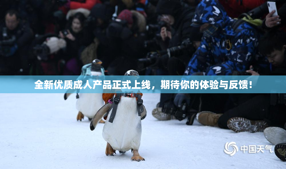全新优质成人产品正式上线，期待你的体验与反馈！
