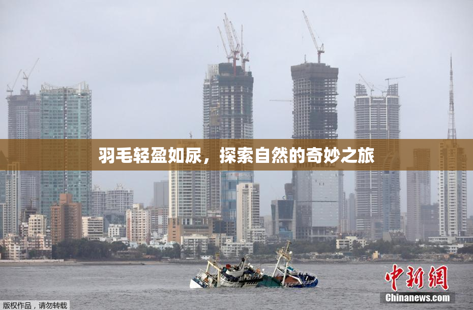 羽毛轻盈如尿，探索自然的奇妙之旅
