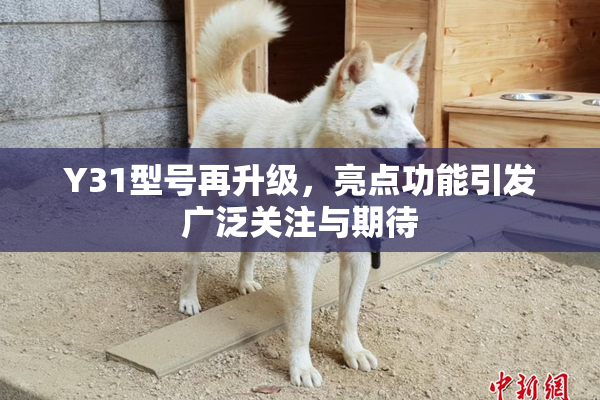 Y31型号再升级，亮点功能引发广泛关注与期待