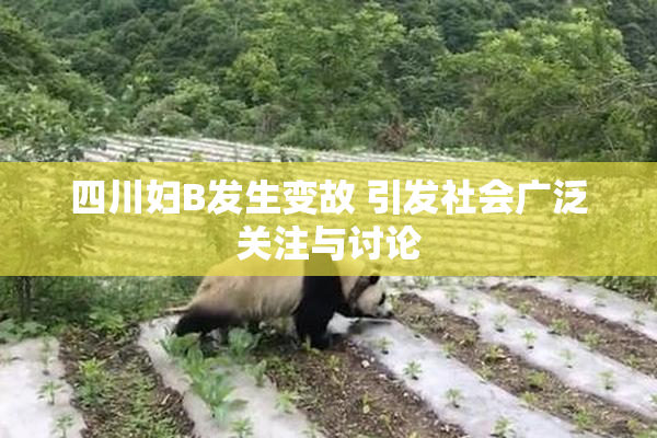 四川妇B发生变故 引发社会广泛关注与讨论