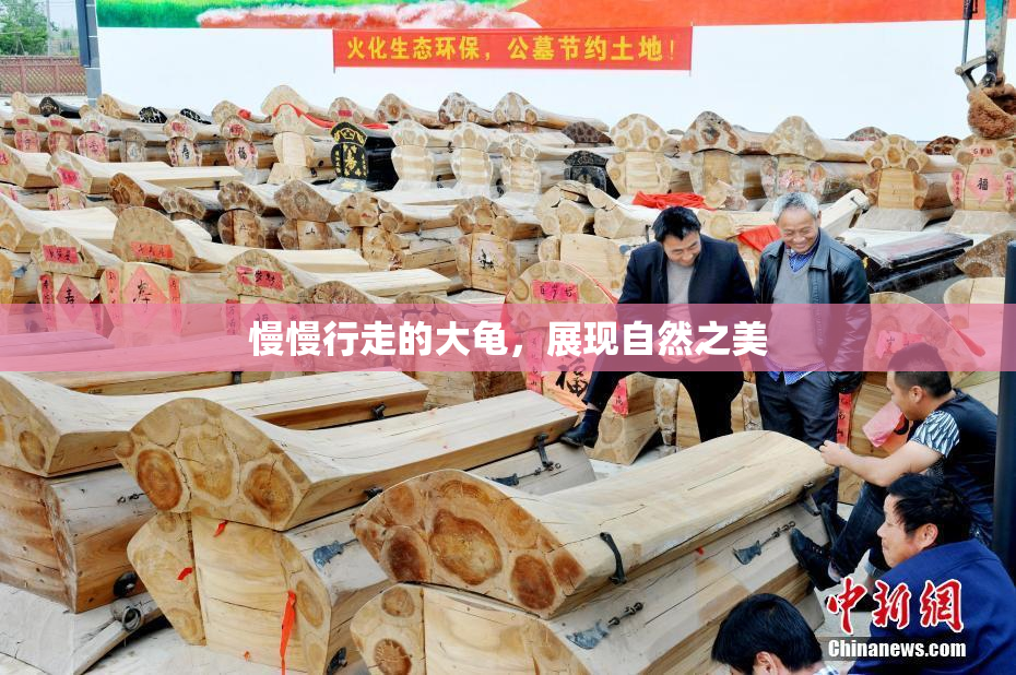慢慢行走的大龟，展现自然之美