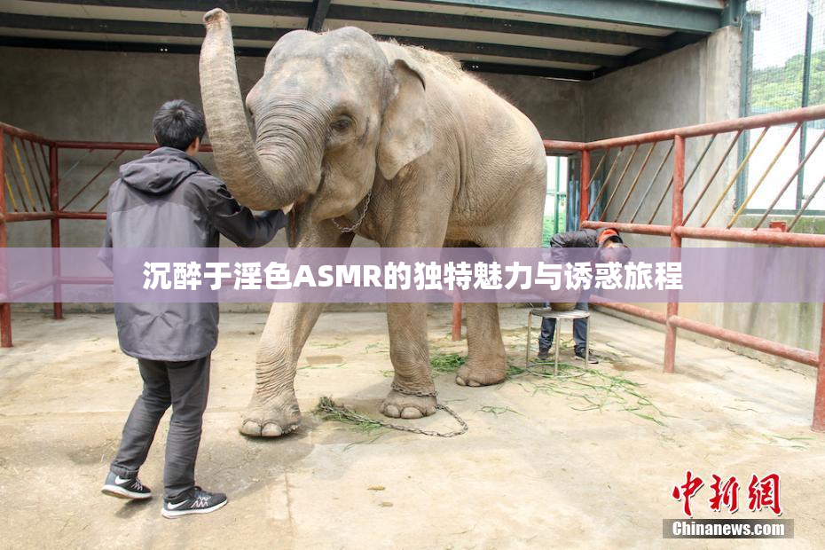 沉醉于淫色ASMR的独特魅力与诱惑旅程