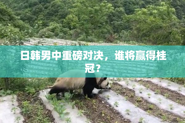 日韩男中重磅对决，谁将赢得桂冠？