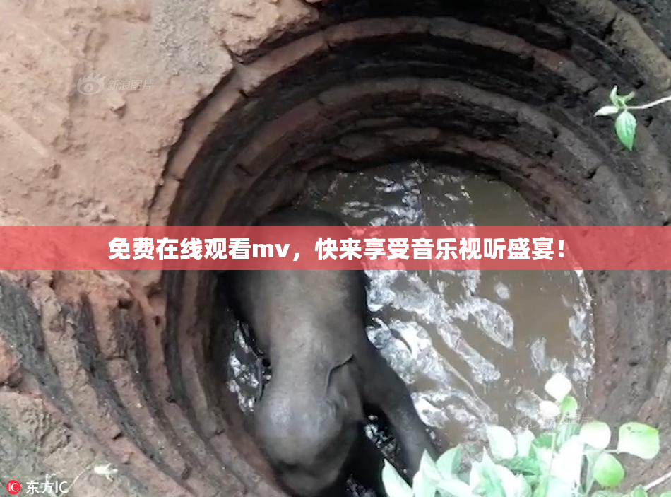 免费在线观看mv，快来享受音乐视听盛宴！