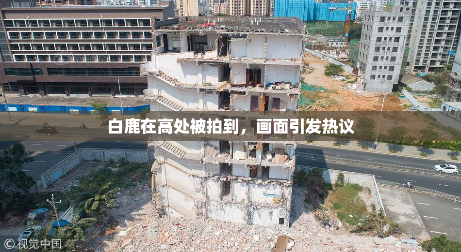 白鹿在高处被拍到，画面引发热议