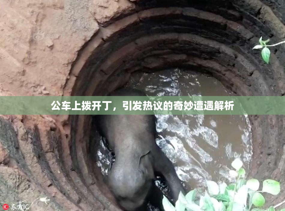 公车上拨开丁，引发热议的奇妙遭遇解析