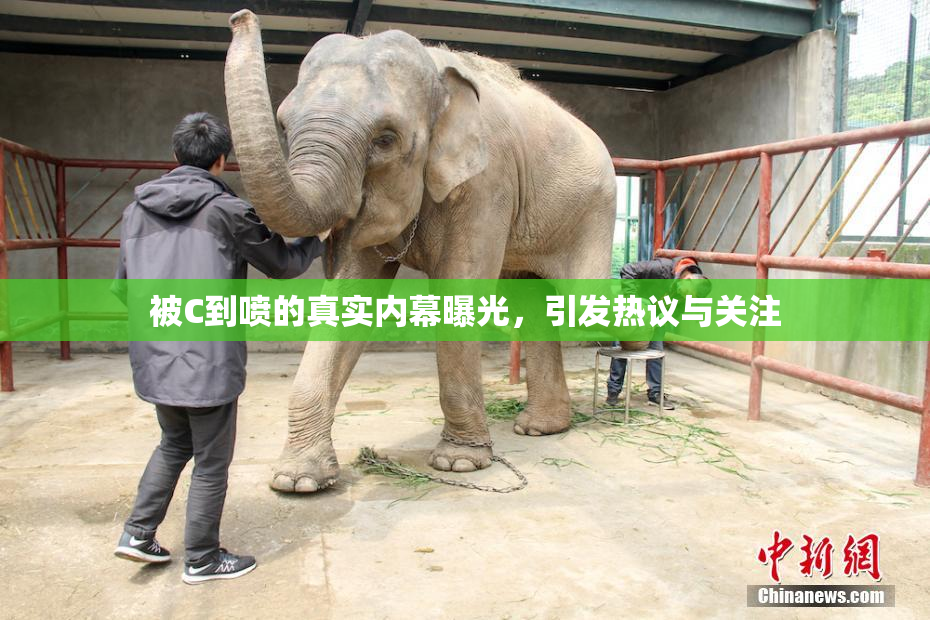 被C到喷的真实内幕曝光，引发热议与关注