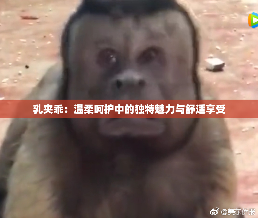 乳夹乖：温柔呵护中的独特魅力与舒适享受