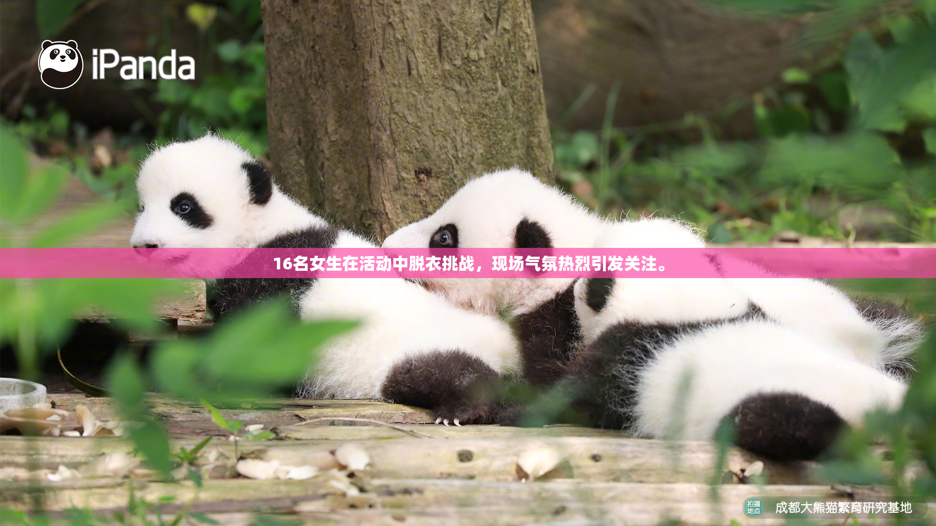 16名女生在活动中脱衣挑战，现场气氛热烈引发关注。