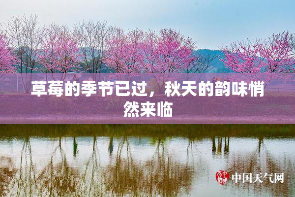 草莓的季节已过，秋天的韵味悄然来临