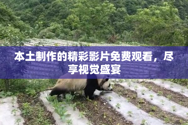 本土制作的精彩影片免费观看，尽享视觉盛宴