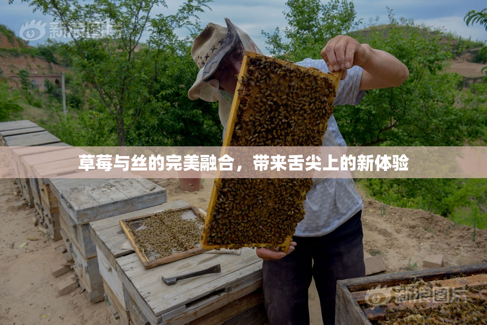 草莓与丝的完美融合，带来舌尖上的新体验